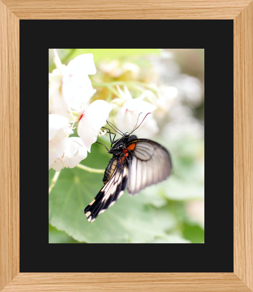 New Product Image