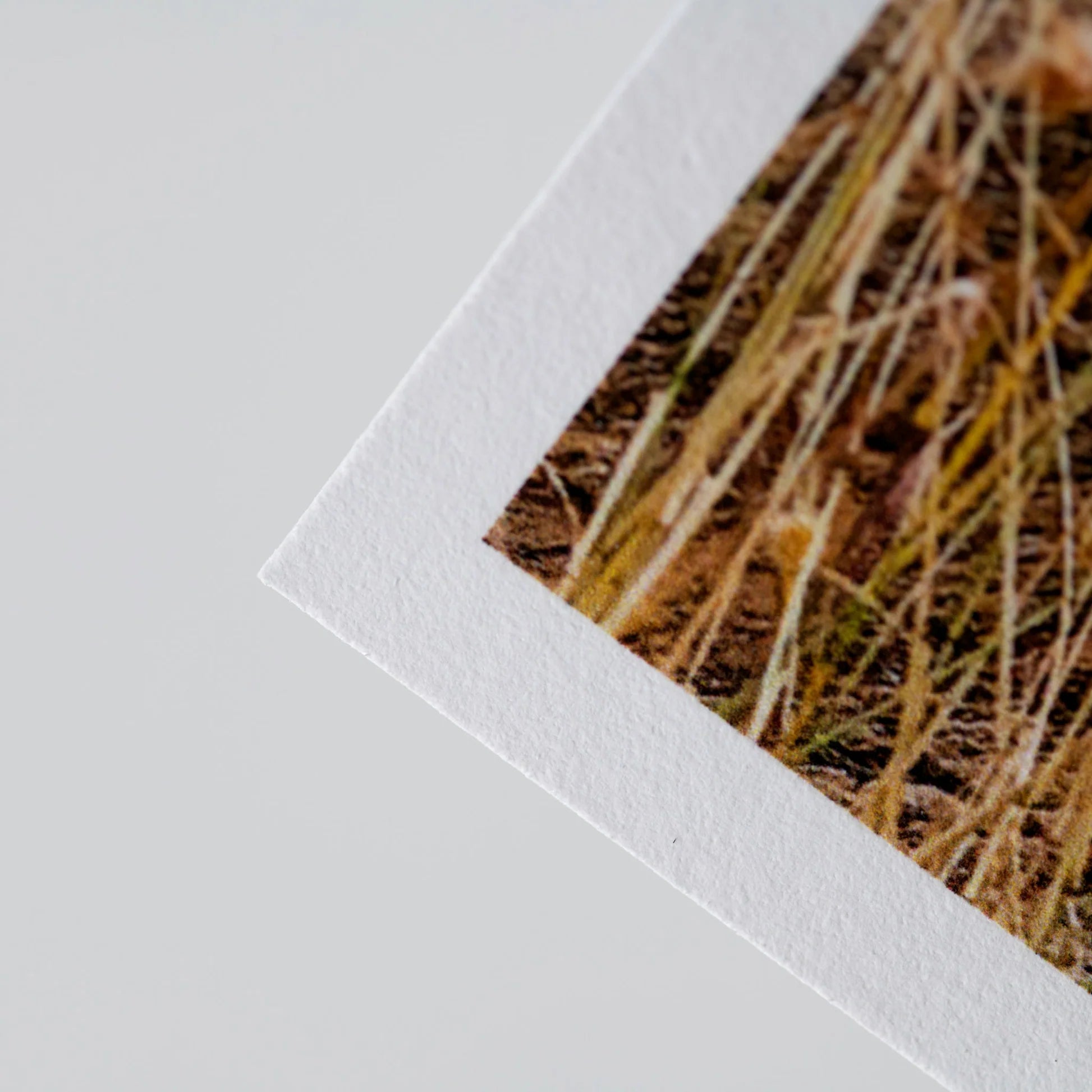 Rag Photographique - Matte